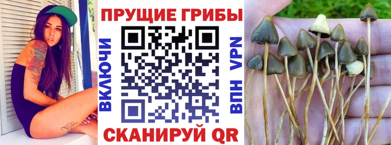 Псилоцибиновые грибы GOLDEN TEACHER  хочу   Реутов 